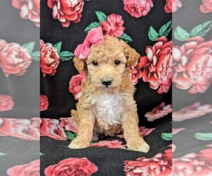 Bichpoo Puppy for sale in NEW HOLLAND, PA, USA