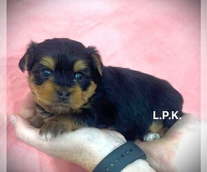 Yorkshire Terrier Puppy for Sale in WINNSBORO, Louisiana USA