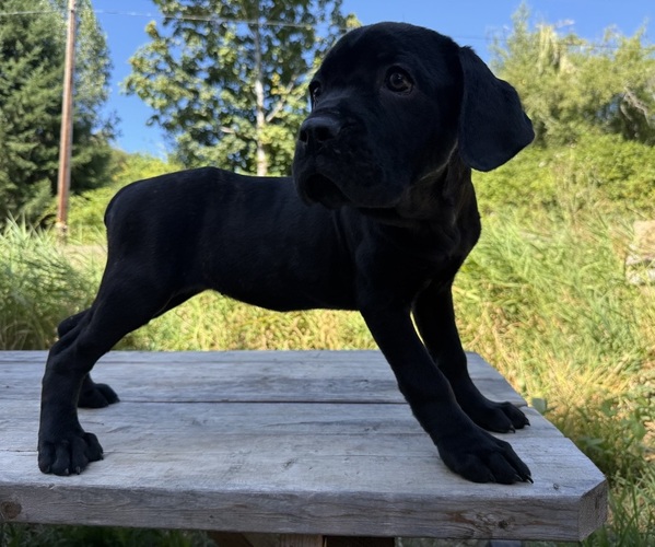 Medium Photo #5 Cane Corso Puppy For Sale in HILLSBORO, OR, USA