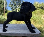Small #4 Cane Corso