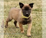 Small Belgian Malinois