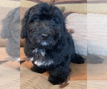 Small #2 Bernedoodle-Poodle (Miniature) Mix