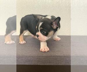 French Bulldog Puppy for sale in IMPERIAL BCH, CA, USA
