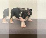 Small Photo #1 French Bulldog Puppy For Sale in IMPERIAL BCH, CA, USA