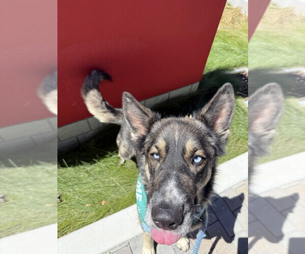 Medium Photo #5 German Shepherd Dog Puppy For Sale in Salinas, CA, USA