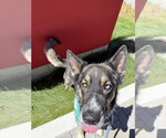Small #4 German Shepherd Dog