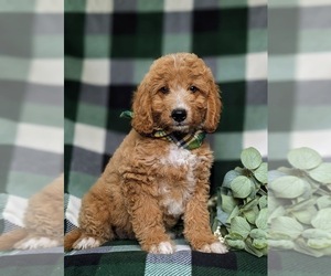 Goldendoodle (Miniature) Puppy for sale in QUARRYVILLE, PA, USA
