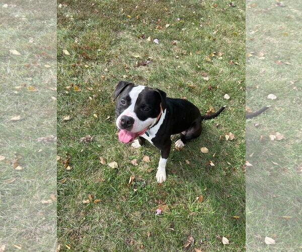 Medium Photo #8 Mutt Puppy For Sale in Alexandria, VA, USA