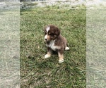 Puppy Hank Australian Shepherd