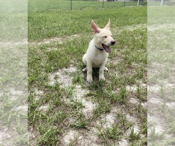 Medium Photo #2 German Shepherd Dog Puppy For Sale in ALACHUA, FL, USA