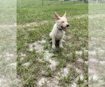 Small #1 German Shepherd Dog
