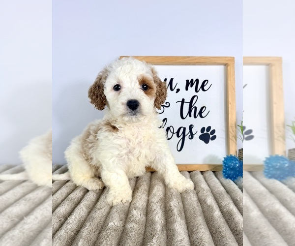 Medium Photo #3 Goldendoodle (Miniature) Puppy For Sale in GREENFIELD, IN, USA