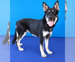 Small Photo #2 German Shepherd Dog Puppy For Sale in Pasadena, CA, USA