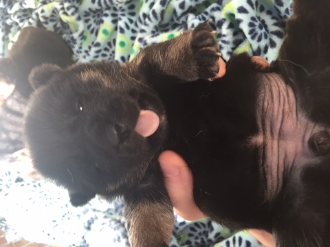 Medium Photo #1 Shiba Inu Puppy For Sale in COLCHESTER, CT, USA