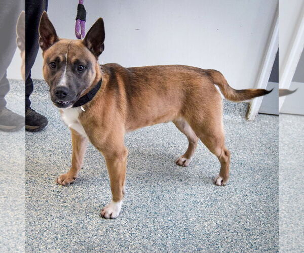 Medium Photo #2 American Staffordshire Terrier-Unknown Mix Puppy For Sale in Huntley, IL, USA