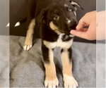Small Siberian Husky Mix