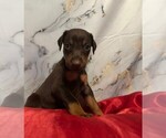 Small Doberman Pinscher
