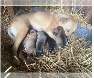 Affenpinscher-American Staffordshire Terrier Mix Puppy for sale in DETROIT, MI, USA