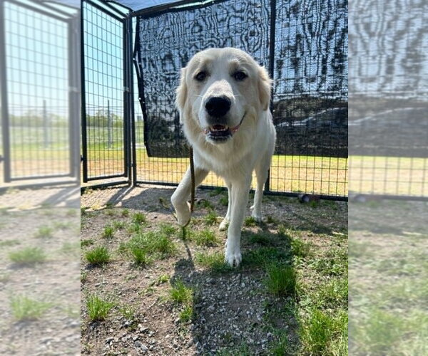 Medium Photo #2 Great Pyrenees-Unknown Mix Puppy For Sale in Abbeville, LA, USA