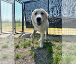 Small #1 Great Pyrenees Mix