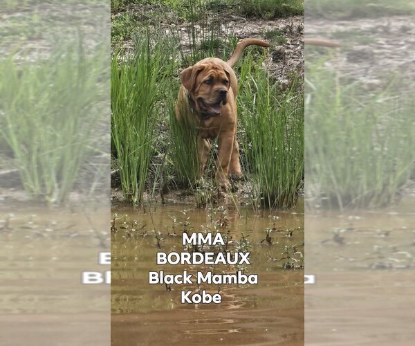 Medium Photo #2 Dogue de Bordeaux Puppy For Sale in MONROE, GA, USA