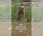 Small #1 Dogue de Bordeaux