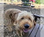 Small #2 Golden Retriever