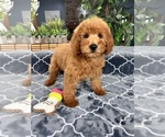 Small Photo #3 Goldendoodle (Miniature) Puppy For Sale in GREENFIELD, IN, USA