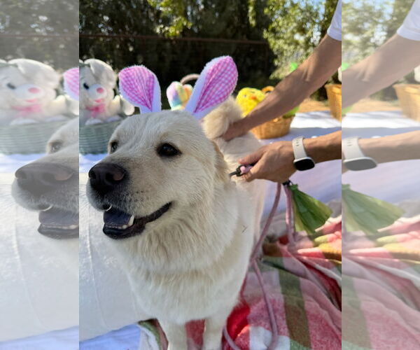 Medium Photo #4 Chow Chow-Samoyed Mix Puppy For Sale in Chandler, AZ, USA