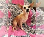 Small #6 Chiweenie