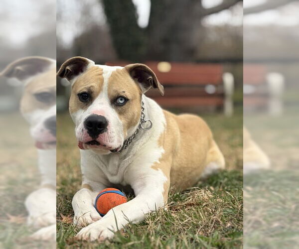 Medium Photo #1 American Pit Bull Terrier-Unknown Mix Puppy For Sale in Warrenton, VA, USA