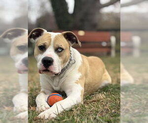 American Pit Bull Terrier-Unknown Mix Dogs for adoption in Warrenton, VA, USA