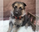 Small Photo #1 German Shepherd Dog Puppy For Sale in SPTBG, SC, USA