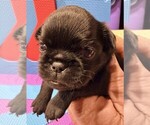 Small #2 Brussels Griffon