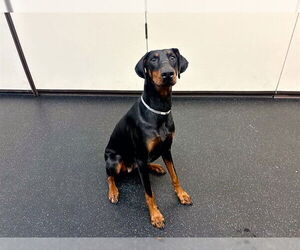 Doberman Pinscher Dogs for adoption in Pasadena, CA, USA