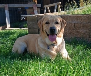 Father of the Labrador Retriever puppies born on 06/15/2026