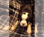 Small Photo #3 Olde English Bulldogge Puppy For Sale in WINGATE, NC, USA