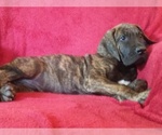 Small Photo #7 Great Dane Puppy For Sale in MURRAY, KY, USA