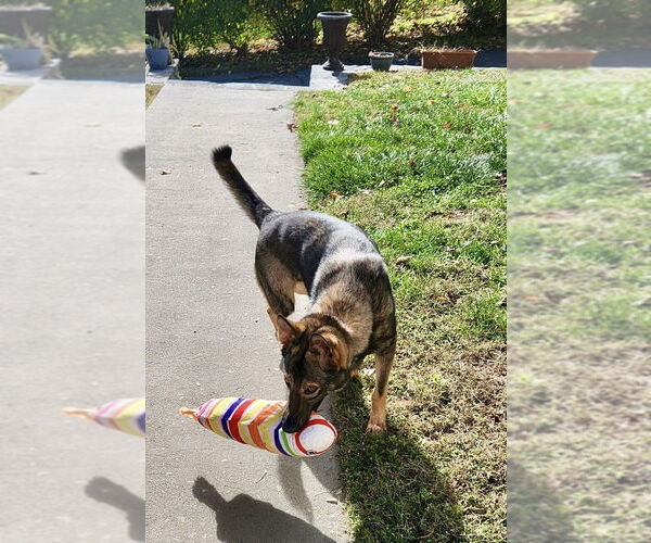 Medium Photo #27 German Shepherd Dog-Unknown Mix Puppy For Sale in Brewster, NY, USA