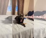 Small #3 Mutt