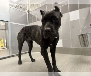 Mutt Dogs for adoption in Las Vegas, NV, USA