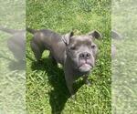 Small #1 Boxer Mix