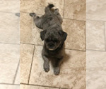Small Photo #1 Shih Tzu Puppy For Sale in CLEARWATER, FL, USA
