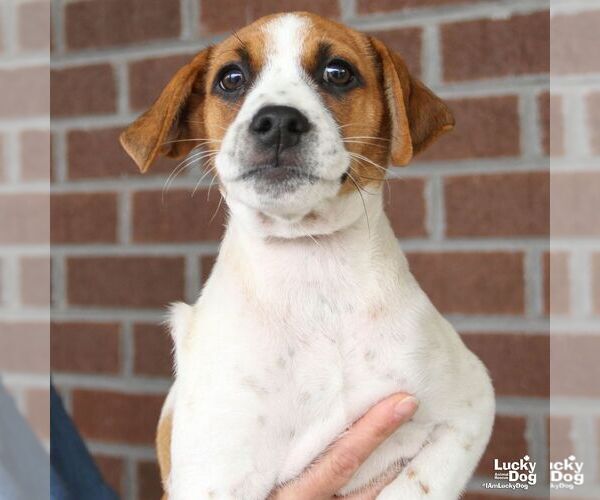 Medium Photo #5 Labrador Retriever-Unknown Mix Puppy For Sale in Washington, DC, USA