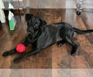 Labrador Retriever-Unknown Mix Dogs for adoption in Valrico, FL, USA