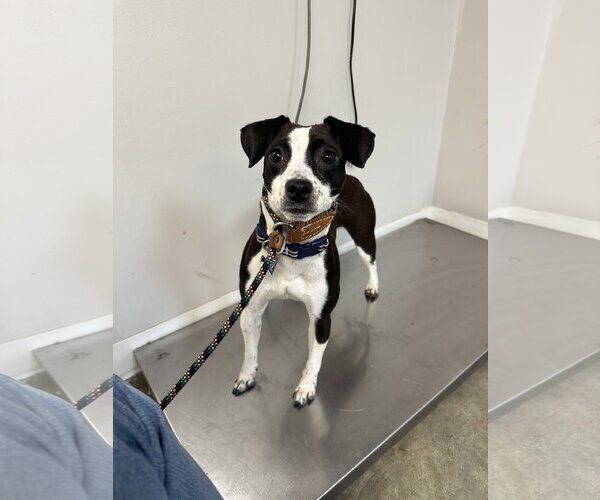 Medium Photo #2 Jack Russell Terrier-Unknown Mix Puppy For Sale in Rockaway, NJ, USA