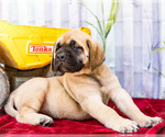 Small Photo #15 Mastiff Puppy For Sale in WAKARUSA, IN, USA