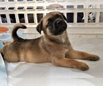 Small Boxer Mix