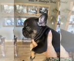 Puppy Liz Taylor French Bulldog