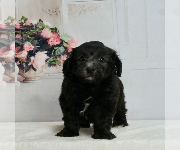 Medium Photo #3 Maltipoo-Poodle (Toy) Mix Puppy For Sale in WARSAW, IN, USA